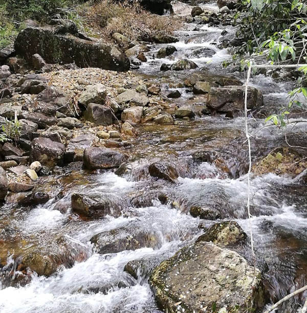 女兒紅茶·悅享/一級(jí)